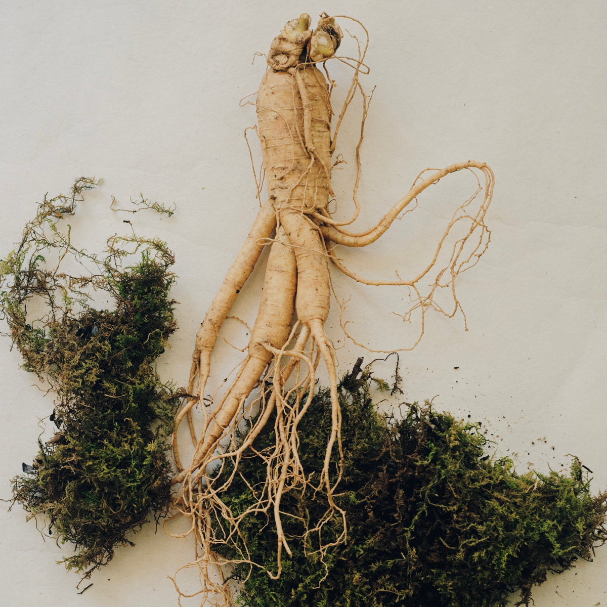 Why Six-Year Ginseng Is Different